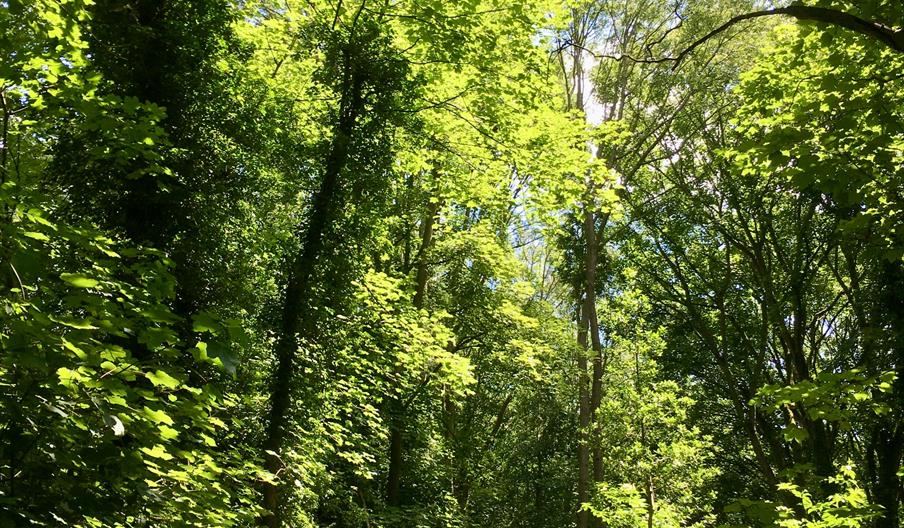 Four people walk down a path through a heavily wooded area with the sun shining through the leaves.