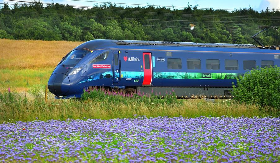 Hull Trains passing a field of purple flowers on route