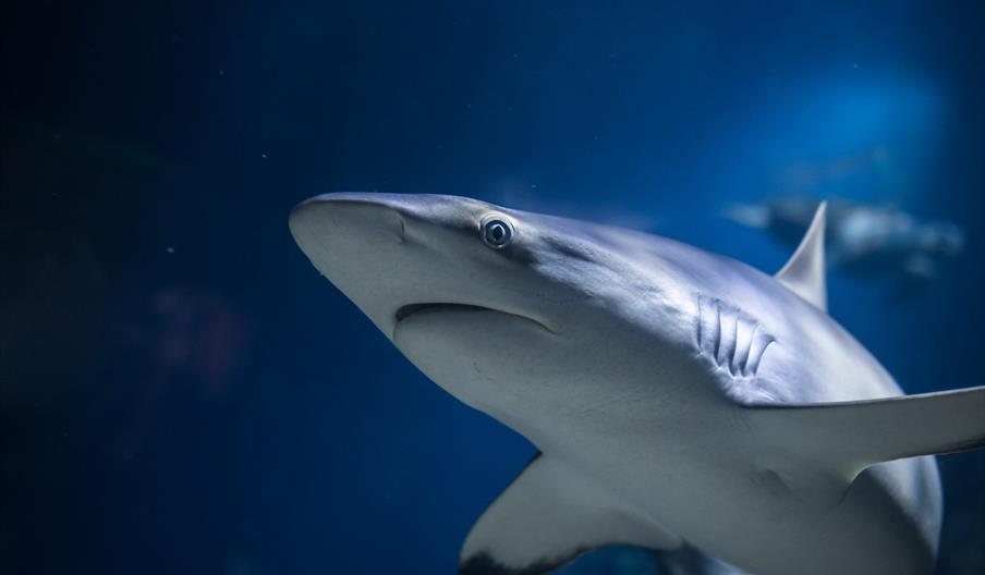 A shark swims near the camera.