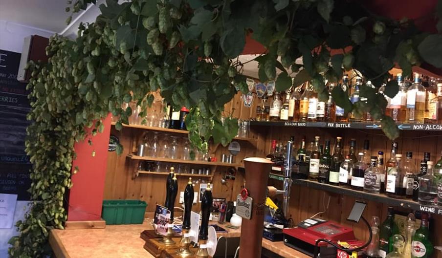 Interior of Hop and Vine. A bar counter with traditional beer pumps and shelves lined with various bottles of alcohol; fresh hop vines hang from the c