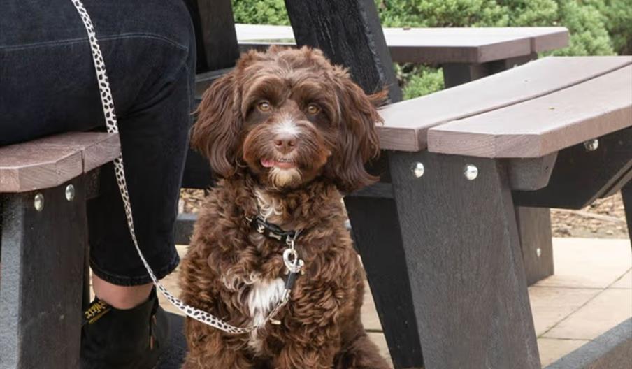 Exterior nearby The Goodfellowship Inn. A small, fluffy brown dog with a white chest sits on a stone patio next to a picnic table, looking at the came