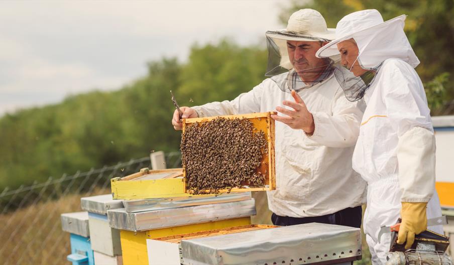 Beekeeping at Burton Constable