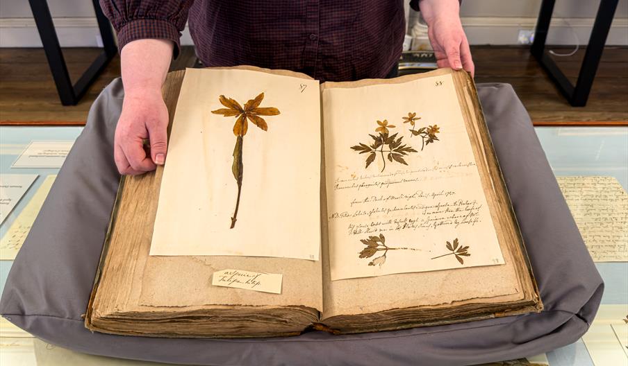 An old book held open with various flower and plant pressings.