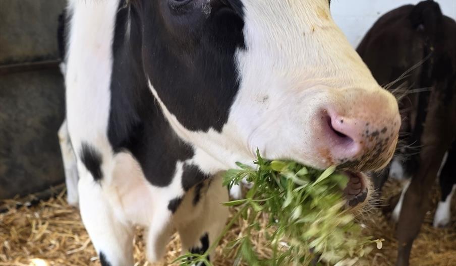A black and white calf with ear tags is chewing on green leafy plants inside a straw-covered pen.