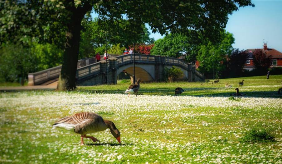 East Park, A park scene with several geese grazing on a grassy field covered in white flowers, a large tree providing shade, and a stone footbridge in