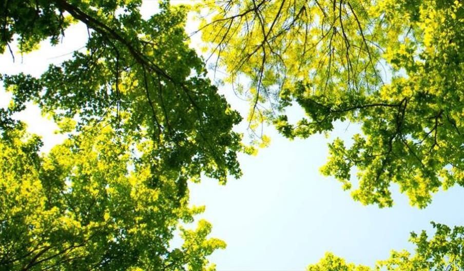 View looking up at the sky through the canopy of bright green tree leaves, with sunlight filtering through the branches.