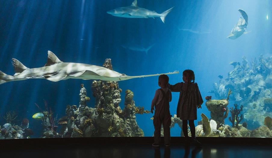 Two young children stand in front of a large aquarium tank, watching a sawfish, sharks, and rays swim among coral and rocks in the blue water.