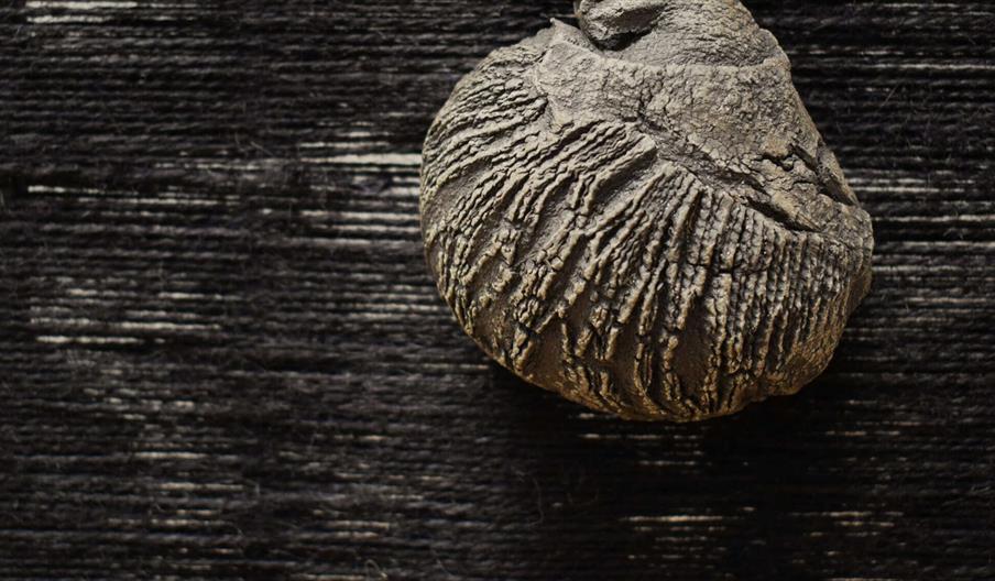 A close-up of a textured, fossil-like object with deep ridges and cracks, resting on a dark, woven fabric background.