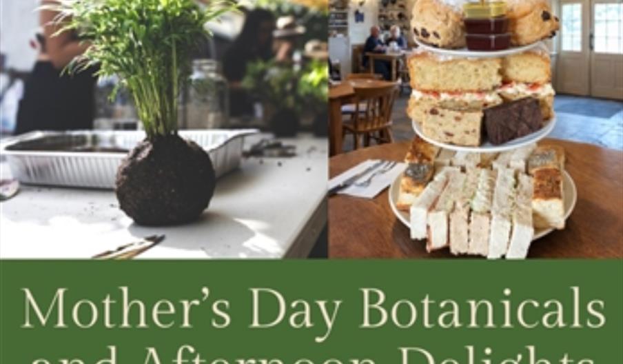 A promotional image for a Mother's Day event shows a potted plant on a table to the left and a tiered tray of afternoon tea treats, including sandwich