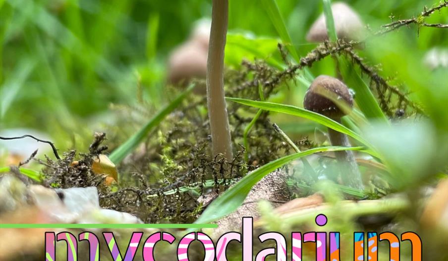 Poster showing event details underneath a mushroom emerging from the grass.