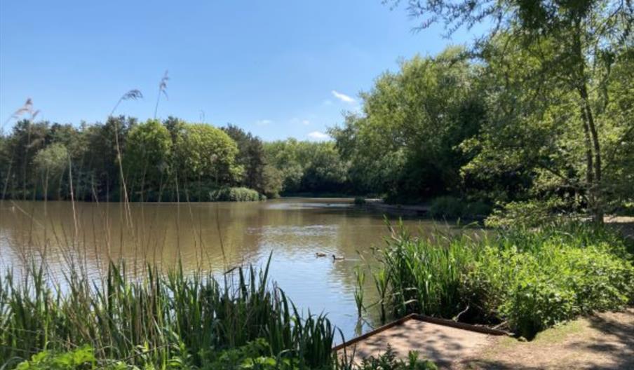 A lakeside image of Noddle Hill Nature Reserve, with blue skies, green trees and grass all framing a lake with ducks on it.