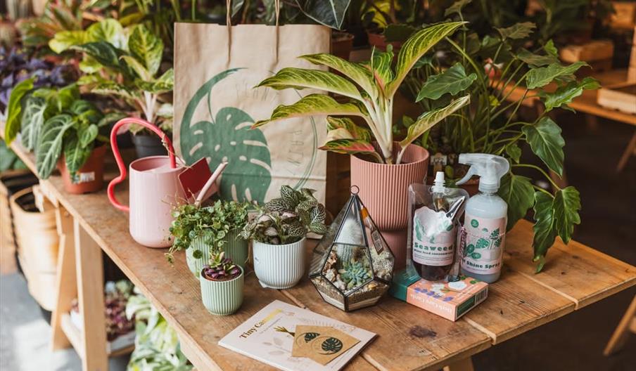 Interior of Plant and Paint in Hull. A wooden table displays various potted houseplants, a pink watering can, a paper bag with a green leaf print, pla