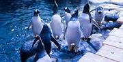 A group of gentoo penguins stand on a rock with their heads pointing in the air. Behind them sits a large watertank habitat.