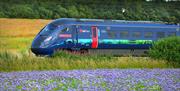 Hull Trains passing a field of purple flowers on route