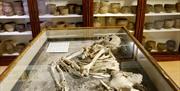 A skeleton partially buried in a glass case, with ancient pots on shelves behind.