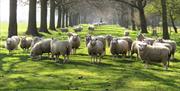 A photograph of the sheep in the parkland at Burton Constable Hall.