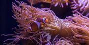 Two clownfish hide in the limbs of a sea anemone.