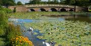 A view of Capability Brown's Bridge along the lake with swans.