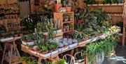 A bright plant shop interior featuring wooden tables and shelves filled with a variety of potted plants, including cacti, succulents, leafy tropical,