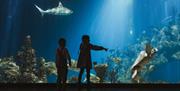 Two children stand in front of a large aquarium at The Deep, watching fish, a shark, and a sea turtle swim among coral and rocks; one child is pointin