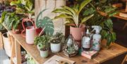 A wooden table displays various potted plants, a pink watering can, a glass terrarium with succulents, plant care products, a brown paper bag with a g